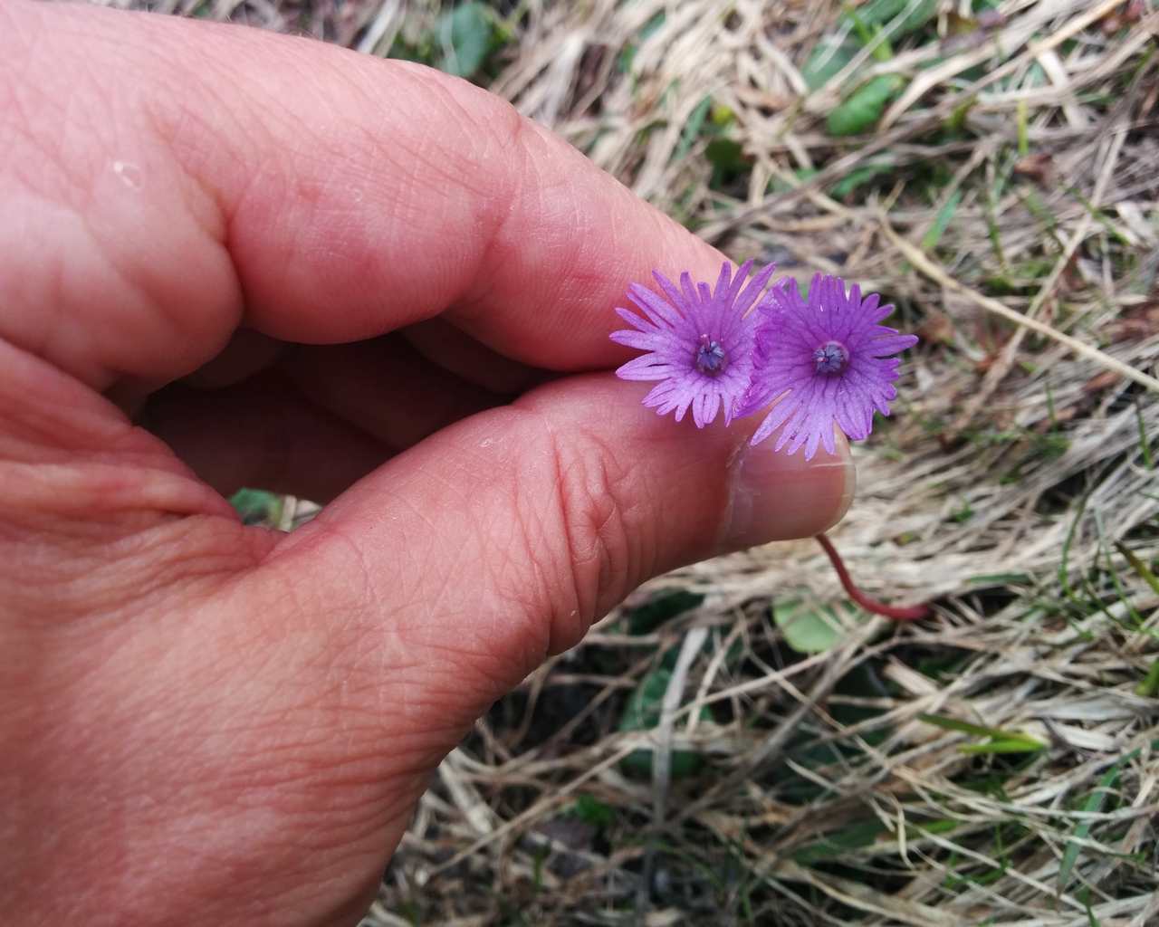 Soldanella alpina